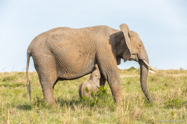 Длина хобота и другие любопытные факты о слонах