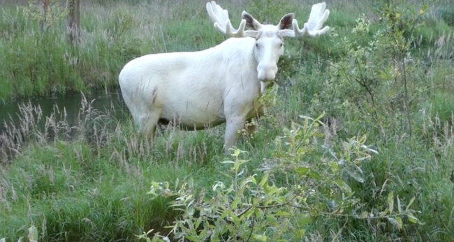 Исследователь из Швеции сумел заснять очень редкого зверя – белого лося