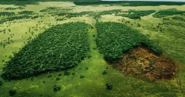 Посадите больше деревьев для борьбы с изменением климата