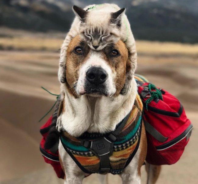 Дружба и страсть к путешествиям кота и собаки