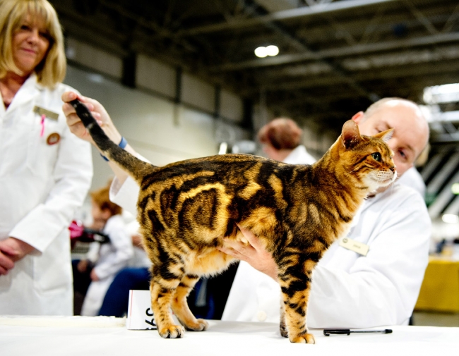 Supreme Cat Show 2017 — крупнейшая выставка кошек в Европе