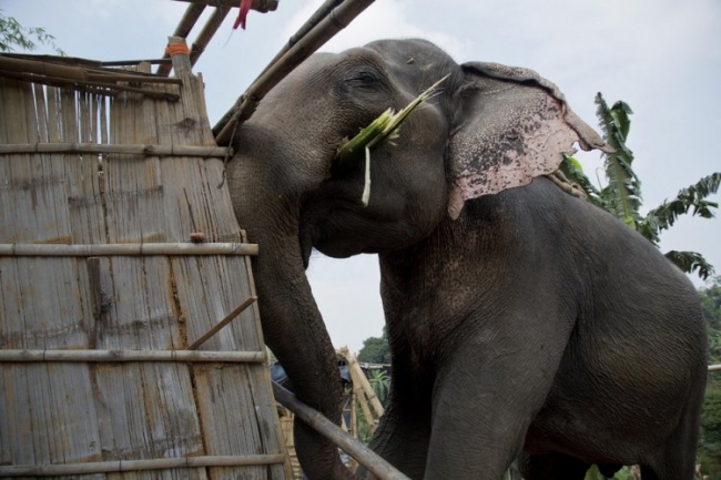 Индийская полиция взяла на работу слонов