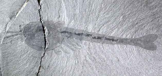 Окаменелости с мягкими тканями могут использоваться для поиска доисторических и внеземных форм жизни