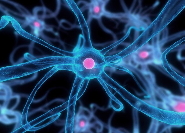 Новая клеточная модель поможет в терапии болезни Альцгеймера