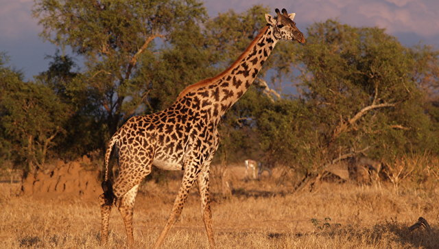 Кинорежиссер скончался от удара жирафа