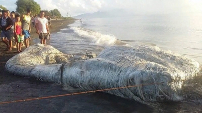 В Филиппинах обнаружено тело огромного подводного жителя