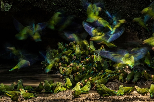 Птичий конкурс Audubon Photography Awards 2018