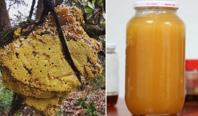 Безумный мед – лакомство, употребление которого может привести к непредсказуемым результатам