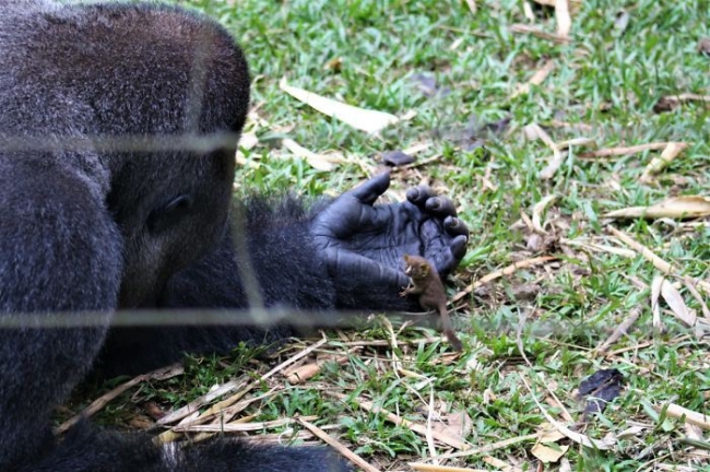 Необычная дружба гориллы с крошечным зверьком