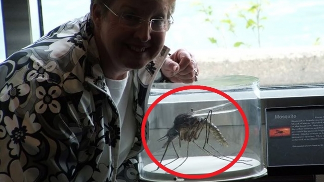 5 самых опасных насекомых, снятых на камеру