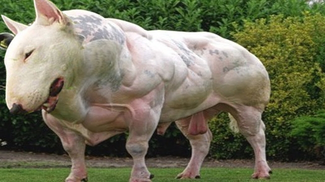 5 самых мускулистых животных в мире