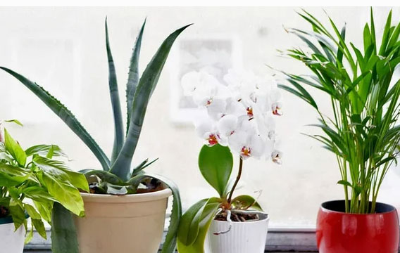 Советы по выращиванию комнатных растений