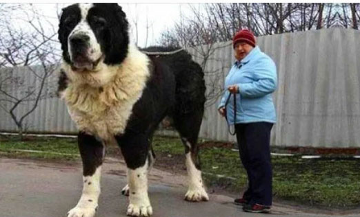 5 реально гигантских собак – самые большие собаки в мире