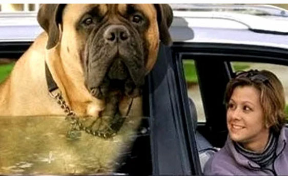 5 реально гигантских собак – самые большие собаки в мире