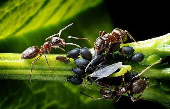 Ученые обнаружили «муравьев-смертников»