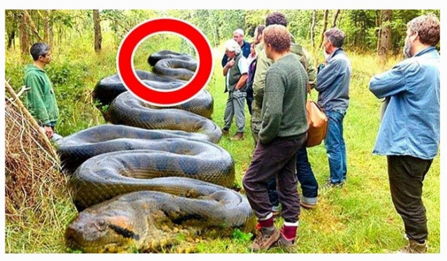 Найдена самая гигантская анаконда в мире