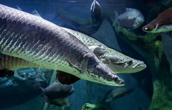 10 самых ужасных существ реки Амазонки, о встрече с которыми можно пожалеть