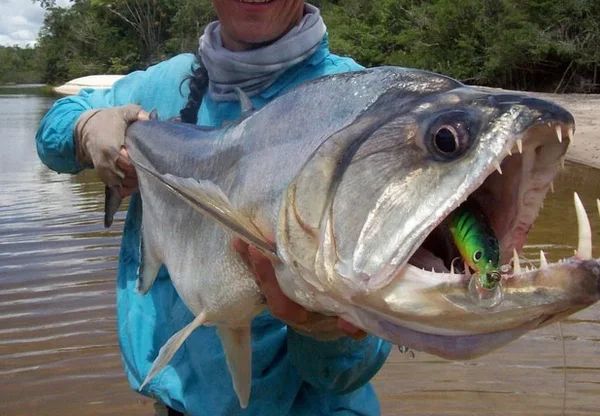 10 самых ужасных существ реки Амазонки, о встрече с которыми можно пожалеть