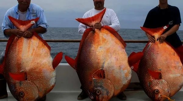 7 невероятных существ, пойманных на рыбалке