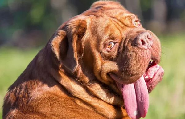 10 самых мощных и сильных пород собак в мире