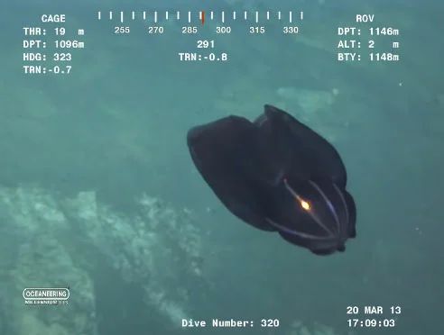13 таинственных подводных существ снятых на камеру
