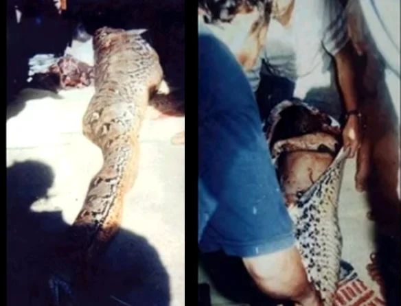Ужасающие случаи нападения змей-людоедов