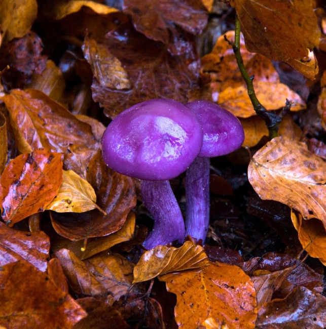 Жизнь в цвете: фиолетовый