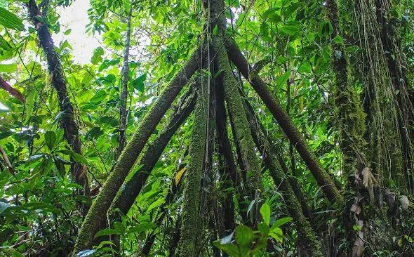9 странных находок, обнаруженных в джунглях