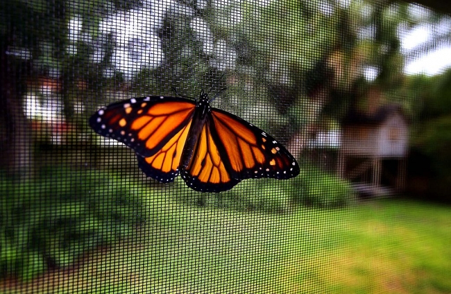 Рождение бабочки монарха