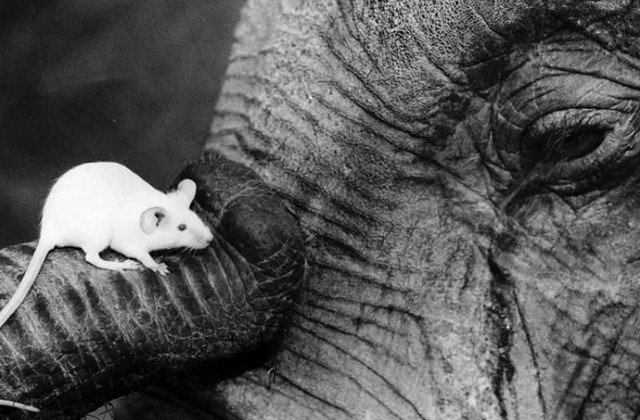 Мифы и правда о жизни слонов (4 фото)