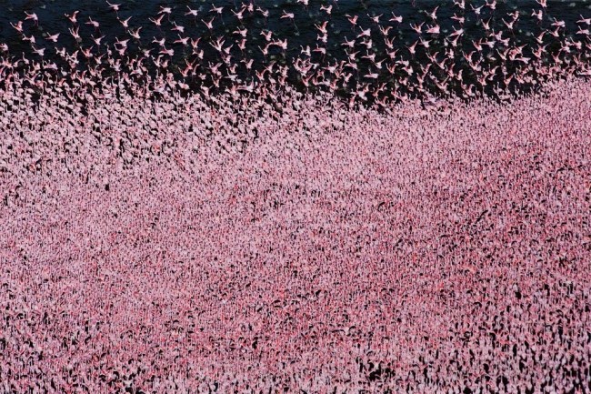Страна розовых фламинго