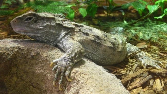 Туатара — самая необычная рептилия из всех ныне живущих (4 фото)