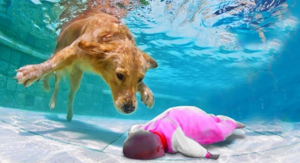 Героические собаки спасатели: 8 необычных случаев снятых на камеру