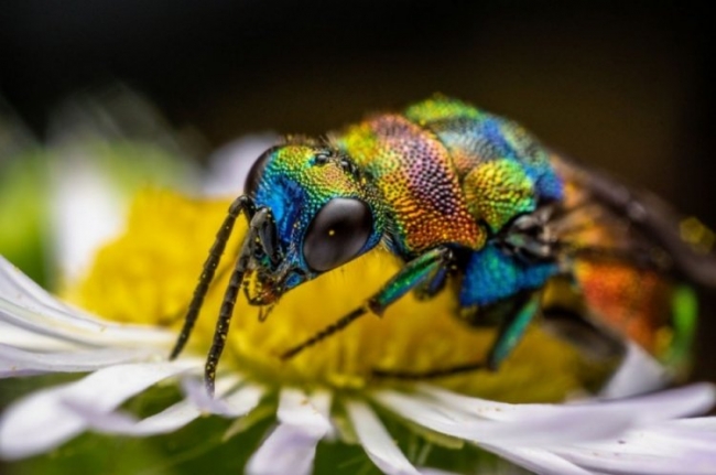 Макроснимки насекомых Флориана Дзула