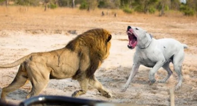 Аргентинский дог против льва: кто победит в схватке?