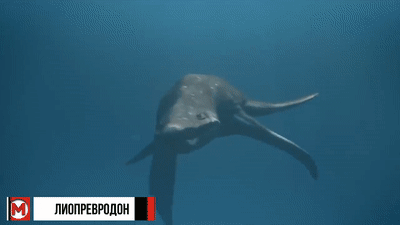 Подборка наиболее редких и опасных животных океана и планеты