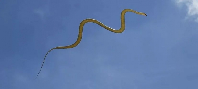Поразительные навыки змей, которые летают, плавают и сплетаются!
