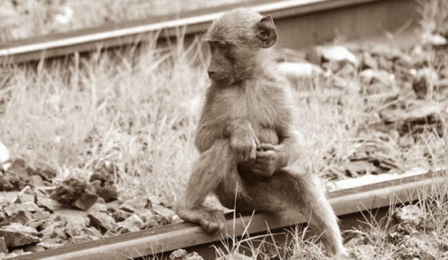 Павиан-сигнальщик: как обезьяна, которая любила бренди, 10 лет работала на железной дороге за еду и выпивку