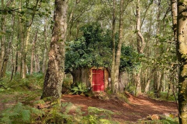 Disney построил настощий дом Винни-Пуха в английском лесу и в нем есть особ ...