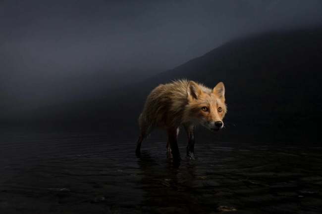 Лучший фотограф в дикой природе: Wildlife Photographer of the Year 2021