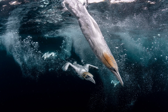 Лучшие фотографии из жизни океанов Ocean Photographer of the Year 2021