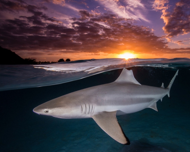 Лучшие фотографии из жизни океанов Ocean Photographer of the Year 2021