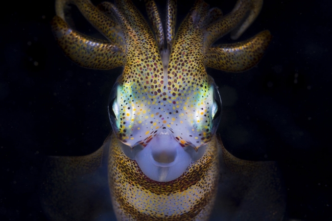 Лучшие фотографии из жизни океанов Ocean Photographer of the Year 2021