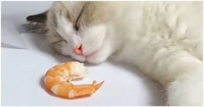 Реакция спящего кота на креветку