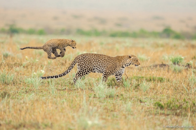 Три поколения леопардов