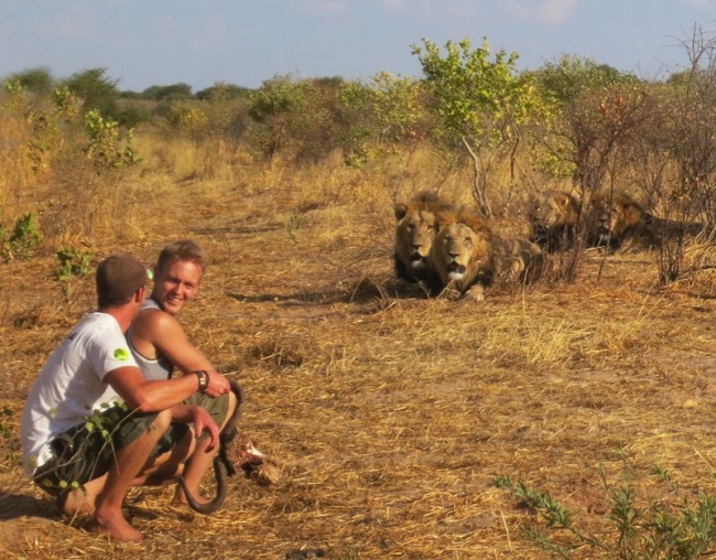 Лицом к лицу со львами в Ботсване