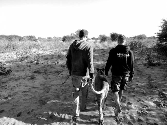 Лицом к лицу со львами в Ботсване