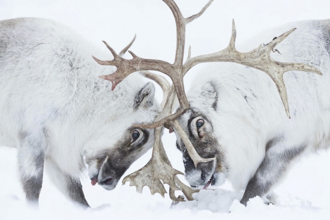 Победители Wildlife Photographer of the Year 2021