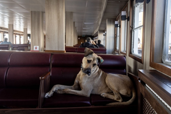 Собака-путешественник из Стамбула
