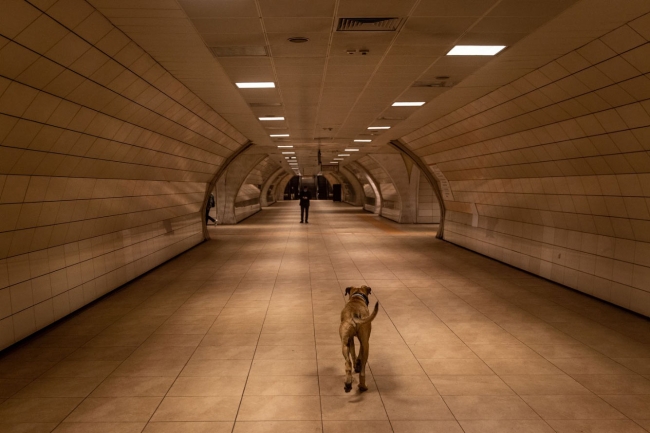 Собака-путешественник из Стамбула